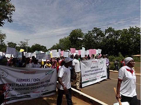 Farmers in Ghana marching against the Plant Breeders Bill, now before the country's parliament, September 2014. Photo: Food Sovereignty Ghana.