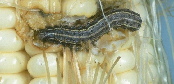 fall-armyworm-larva-in-ear-of-corn-