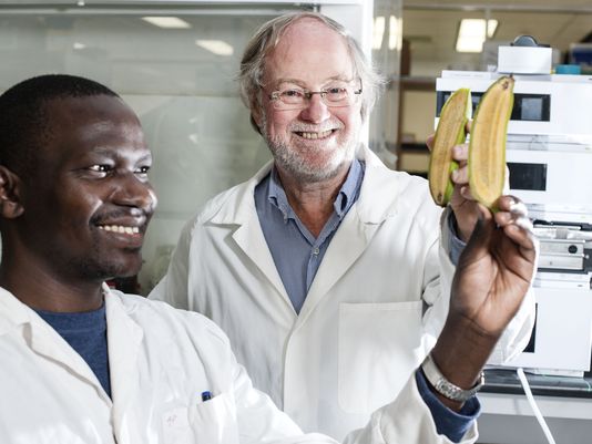 Ugandan researcher Stephen Buah, left, and Australian scientist James Dale show bananas that were altered to produce more beta carotene, which turns into vitamin A after people eat it. (Photo: Queensland University of Technology/Special to the Register)
