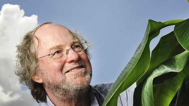 RIPE CONVERSATION:m Professor James Dale with banana plants. Photo: QUT Marketing and Communication/Erika Fish. 
