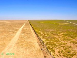 Over-grazing and desertification in the Syrian steppe are the root causes of war