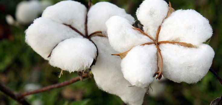 cotton_crops_735_350