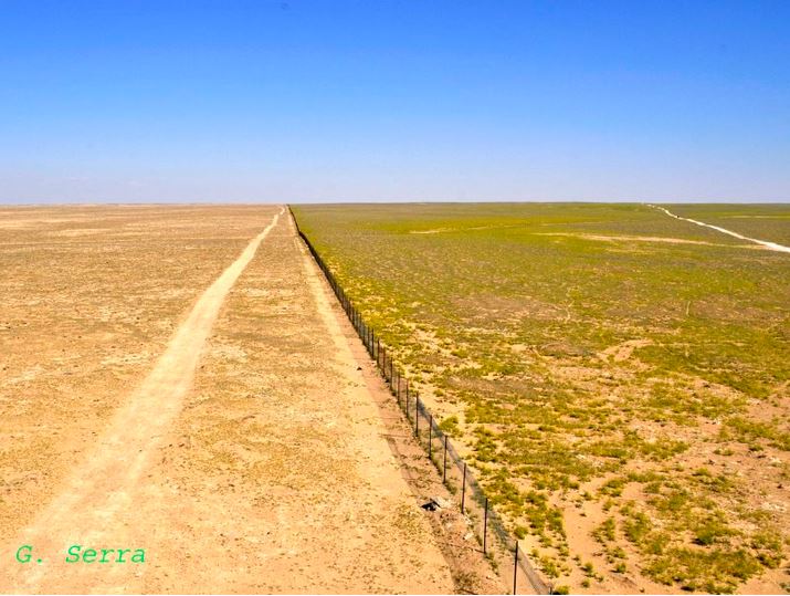 The edge of an experimental sheep grazing exclusion zone (to the right) within Al Talila Reserve, Palmyra, photographed in March 2008 in the midst of an intense drought period. Sheep quasi uncontrolled grazing was allowed to the left of the fence. Grazing of reintroduced native antelopes at low densities had been allowed within the exclusion zone for a period of 10 years. Photo: Gianluca Serra.