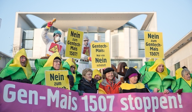 epa04055917 People protests against the authorization of gentically modified (GM) maize with signs and banners reading†'Stop GMO Maize 1507 ', 'Only a NO can protect us' and 'No to GMO Maize 1507' in front of the Federal Chancellor's Office in Berlin, Germany, 05 February 2014. The protesters demand the federal government to vote against the authorization in Brussels. Otherwise the GM maize, produced by US company DuPont-Pioneer could be cultivated in the whole European Union.  EPA/JOERG CARSTENSEN