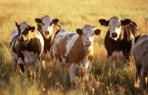 10201-cows-in-a-field-pv_jpg