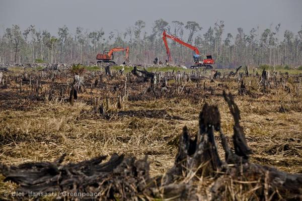 Excavators continue building a peatland drainage canal on the border between remaining rainforest and the charred stumps from fires on recently cleared peatland in the PT Rokan Adiraya Plantation palm oil plantation near Sontang village in Rokan Hulu, Riau, Sumatra.