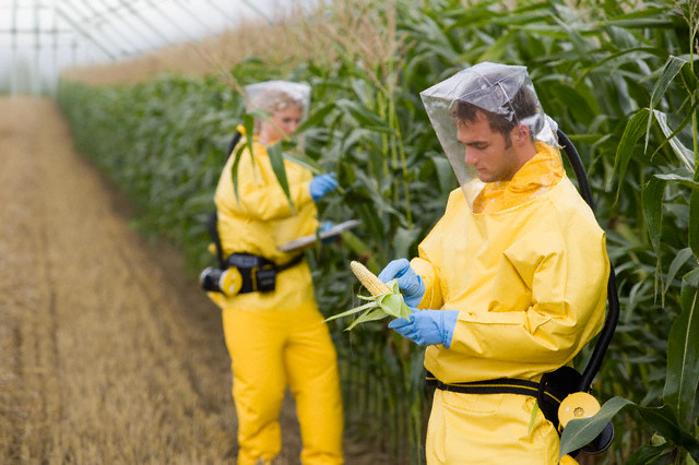 Researchers with Genetically Modified Corn --- Image by © Wolfgang Flamisch/Corbis