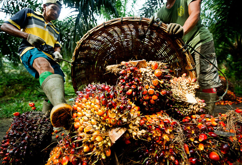 Palm fruit, having been harvested is piled up in order to be weighed.