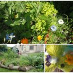 Open edible gardens, gardening drop in