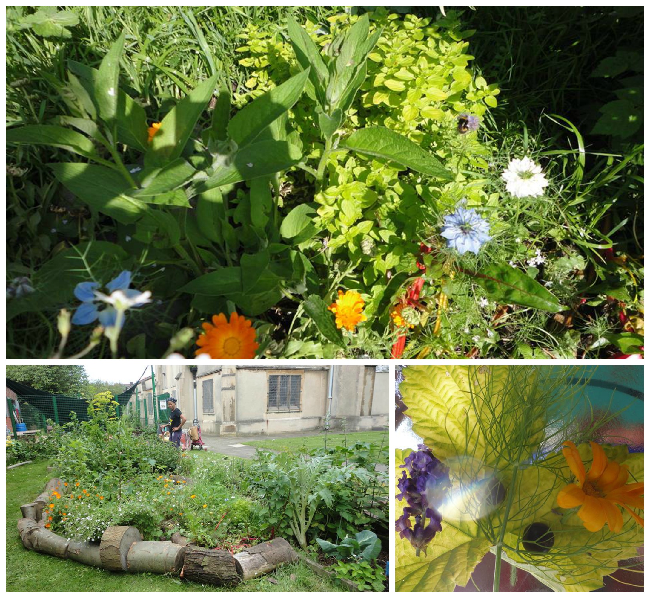 Open edible gardens, gardening drop in