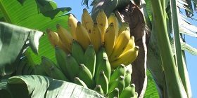 No Gmo Banana Campaign