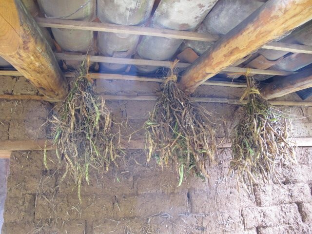 Semillas Urbanas - Urban Seeds
