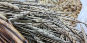 1st Global Meeting for the Commons & 15th Pan-Hellenic Seed Exchange Festival