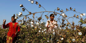GMO that kills: GM-cotton problems drive Indian farmers to suicide