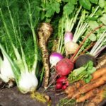 Lecture: How to start a vegetable garden