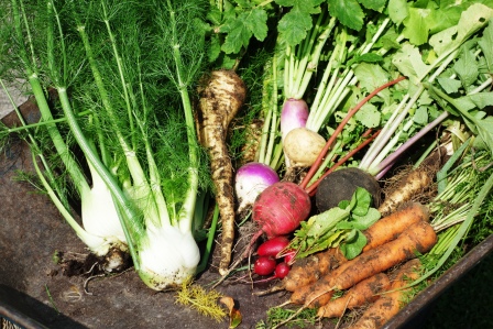 Lecture: How to start a vegetable garden