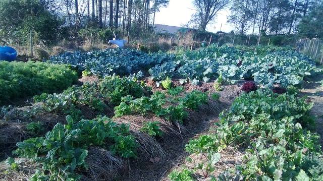 Food Garden Visit & Seed Exchange – Roseway Waldorf School, Hillcrest, South Africa