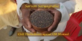 Sarson Satyagraha – Civil Disobedience against GM Mustard