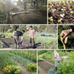 Spring Internship Growing Soil, Food & Health