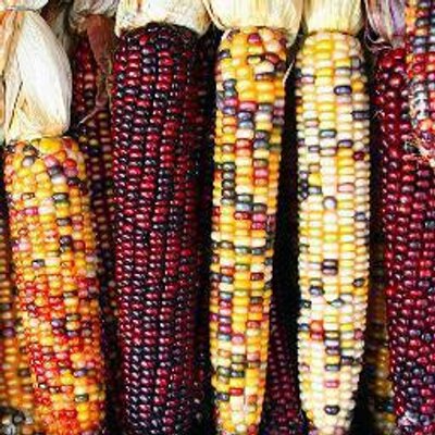 Sunday Brunch: GMOs and Seed Sovereignty