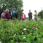 Practice and Politics of Seed Saving, Bristol