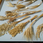 Seedworkshop