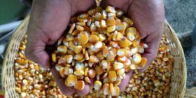 On World Food Day, Celebrating the Power of Regenerative Organic Farming