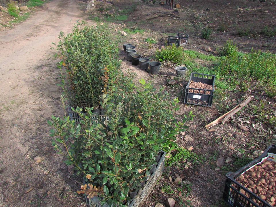 Giornata di piantumazione / Tree planting day