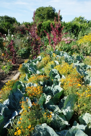 Crop combination and crop rotation in the vegetable garden / Die Mischung machts - Mischkultur und Fruchtfolge im Gemüsegarten
