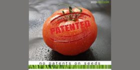 Media Release: Mobilisation for start of mass opposition against patent on tomatoes