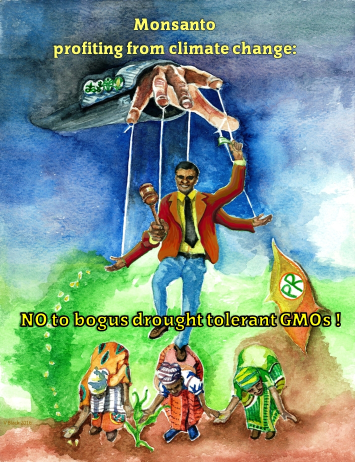 UNPRECEDENTED OPPOSITION TO MONSANTO’S GMO TRIALS IN South Africa: ENOUGH IS ENOUGH!