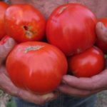 Traditional varieties, seed saving and seed production